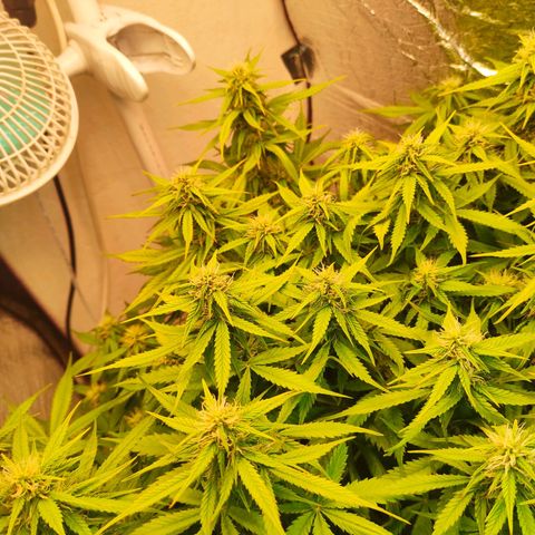 Northern Lights Autoflower growlog timeline photo