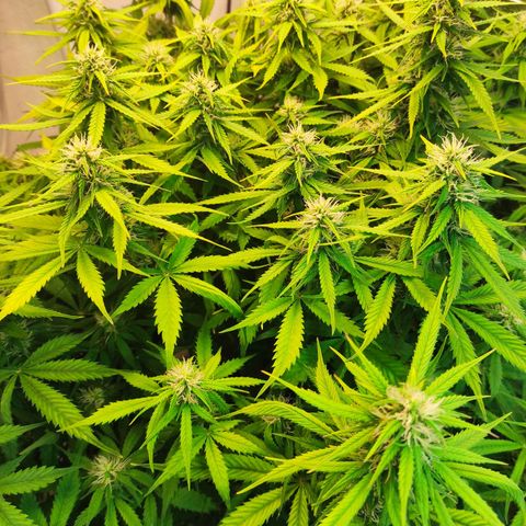 Northern Lights Autoflower growlog timeline photo