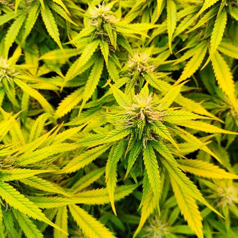 Northern Lights Autoflower growlog timeline photo