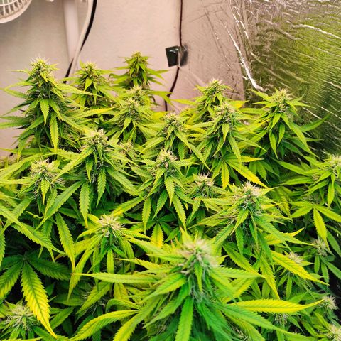 Northern Lights Autoflower growlog timeline photo