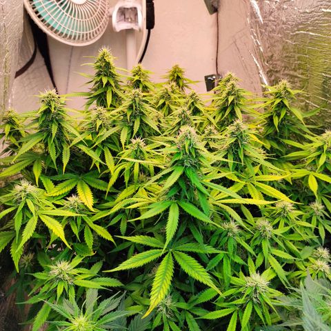 Northern Lights Autoflower growlog timeline photo