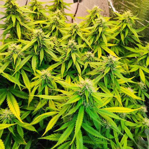 Northern Lights Autoflower growlog timeline photo