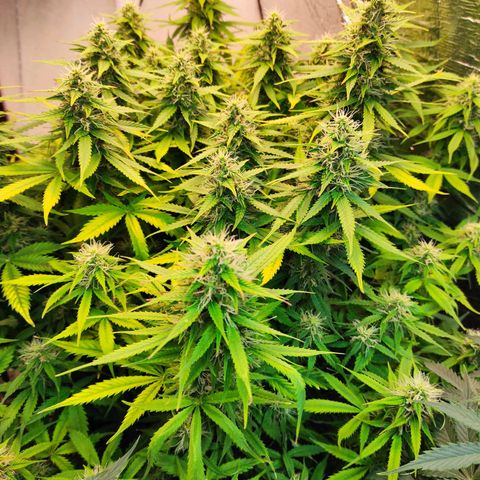 Northern Lights Autoflower growlog timeline photo