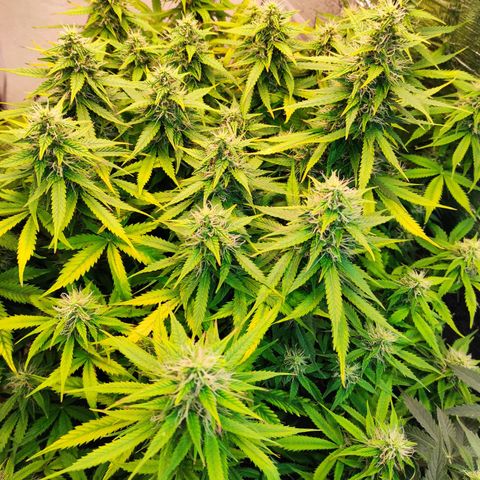 Northern Lights Autoflower growlog timeline photo