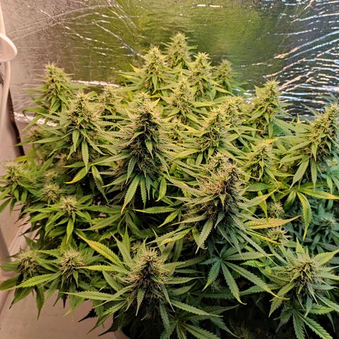 Northern Lights Autoflower growlog timeline photo
