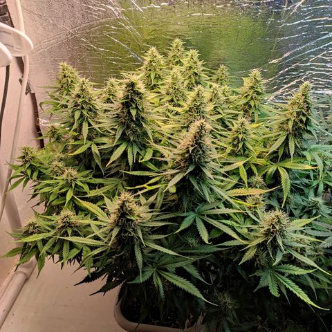 Northern Lights Autoflower growlog timeline photo