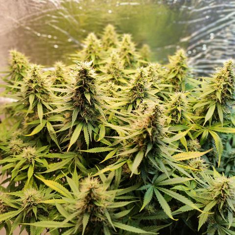 Northern Lights Autoflower growlog timeline photo
