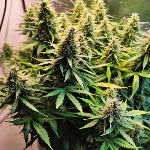 Northern Lights Autoflower growlog timeline photo