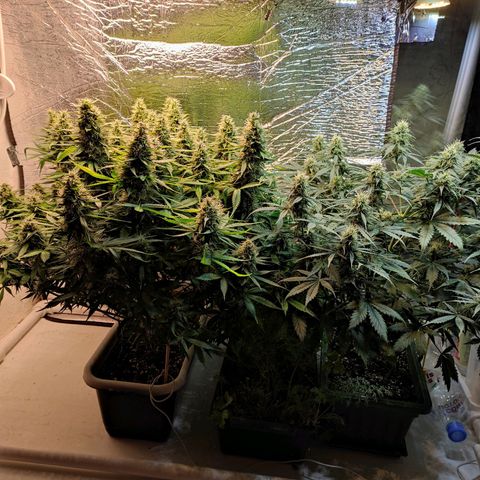 Northern Lights Autoflower growlog timeline photo