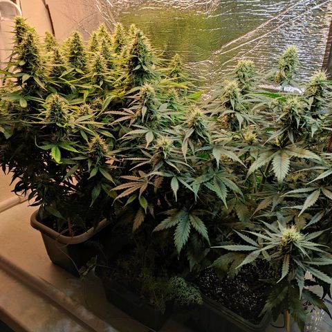 Northern Lights Autoflower growlog timeline photo