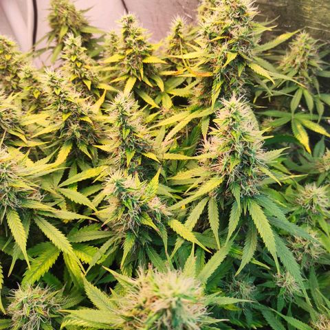 Northern Lights Autoflower growlog timeline photo