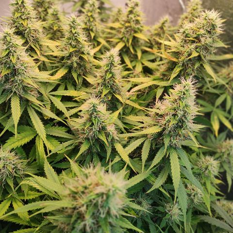 Northern Lights Autoflower growlog timeline photo