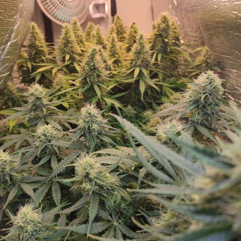 Northern Lights Autoflower growlog timeline photo