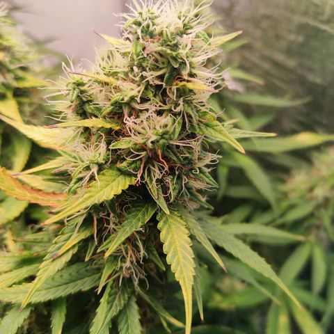 Northern Lights Autoflower growlog timeline photo