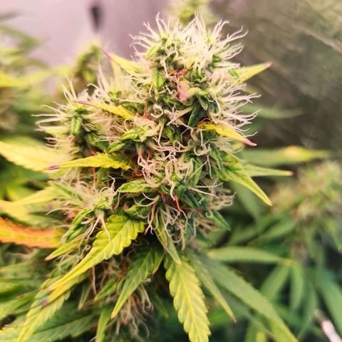 Northern Lights Autoflower growlog timeline photo