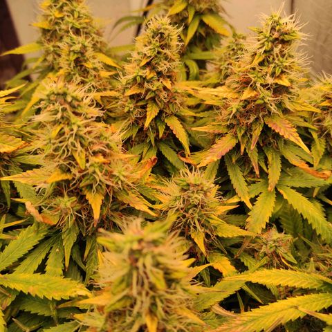 Northern Lights Autoflower growlog timeline photo