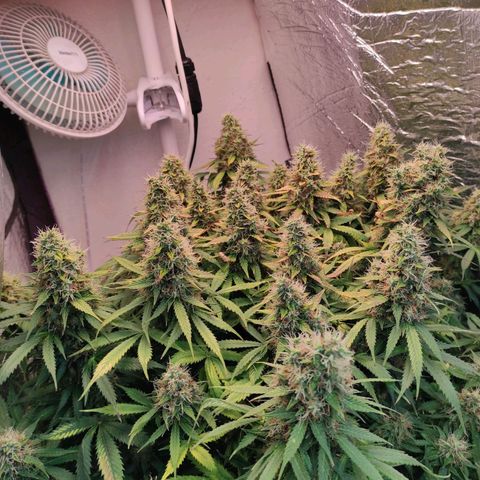 Northern Lights Autoflower growlog timeline photo