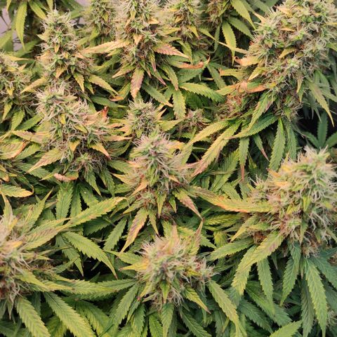 Northern Lights Autoflower growlog timeline photo