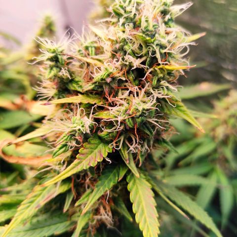 Northern Lights Autoflower growlog timeline photo