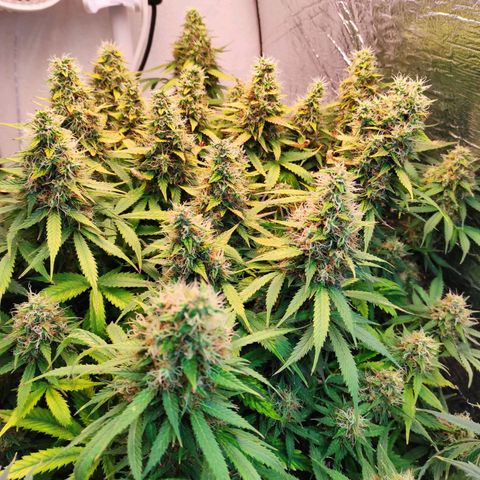 Northern Lights Autoflower growlog timeline photo