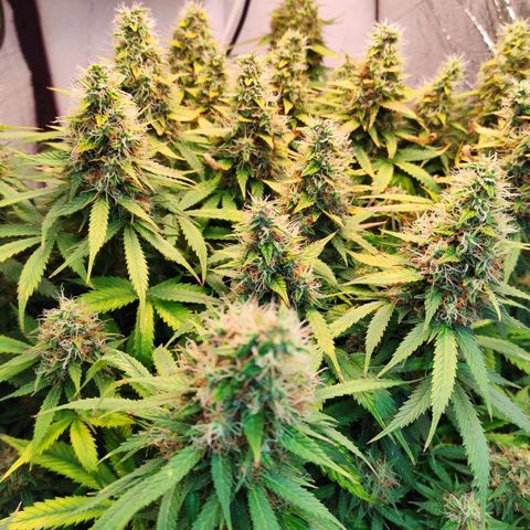 Northern Lights Autoflower growlog timeline photo