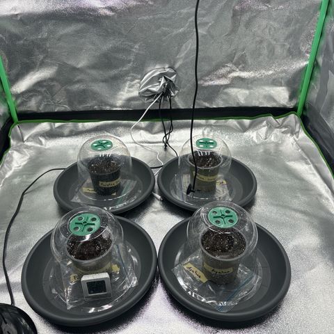 Purple Punch x lemon drizzle  growlog photo: Gesät 