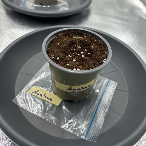 Ayahuasca Purple growlog timeline photo