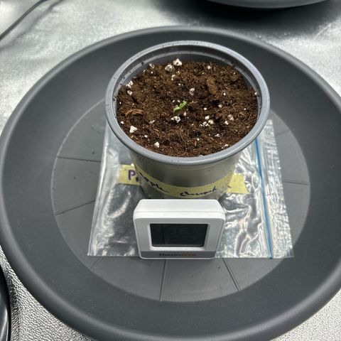 Pineapple Chunk growlog timeline photo