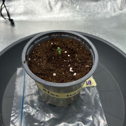 Blue Sunset Sherbert growlog timeline photo