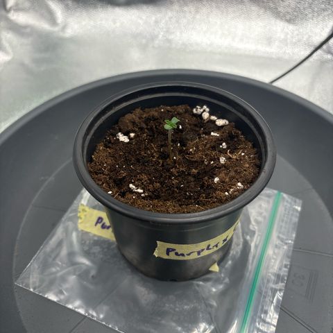 Purple Punch x lemon drizzle  growlog timeline photo