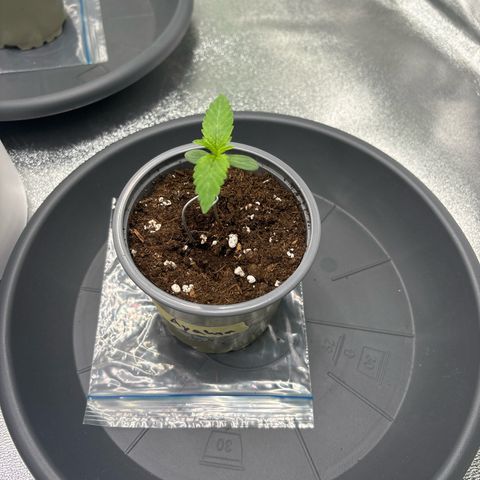Ayahuasca Purple growlog timeline photo
