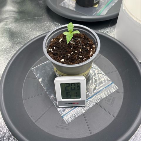 Pineapple Chunk growlog timeline photo