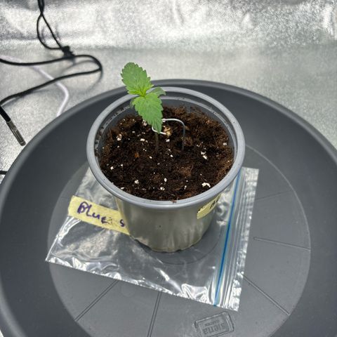 Blue Sunset Sherbert growlog timeline photo