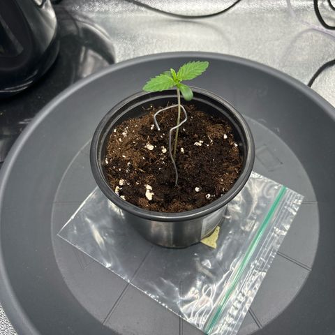 Purple Punch x lemon drizzle  growlog timeline photo