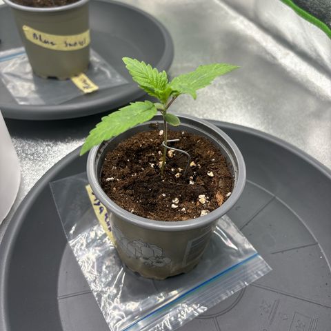 Ayahuasca Purple growlog timeline photo