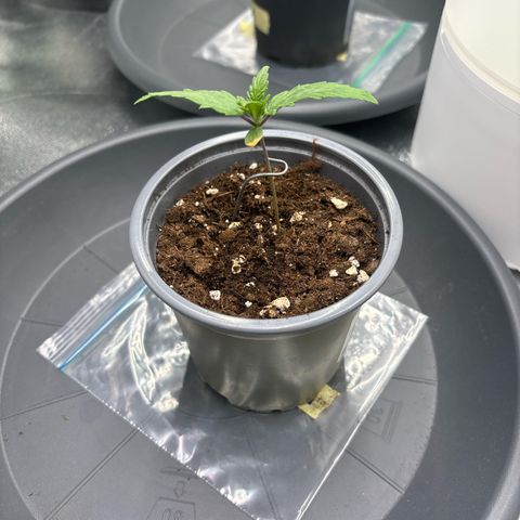 Pineapple Chunk growlog timeline photo