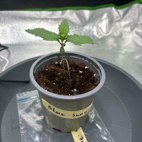 Blue Sunset Sherbert growlog timeline photo