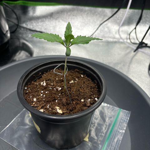 Purple Punch x lemon drizzle  growlog timeline photo