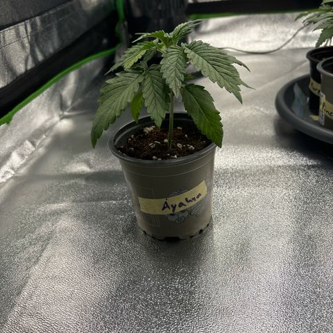 Ayahuasca Purple growlog timeline photo