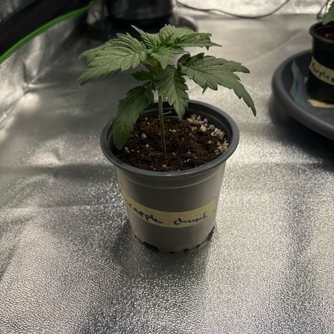 Pineapple Chunk growlog timeline photo