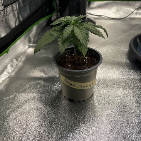 Blue Sunset Sherbert growlog timeline photo