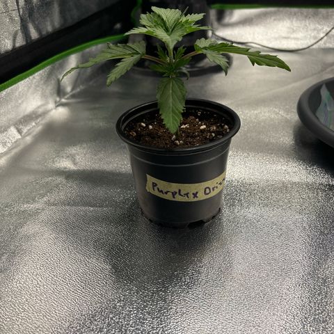 Purple Punch x lemon drizzle  growlog timeline photo