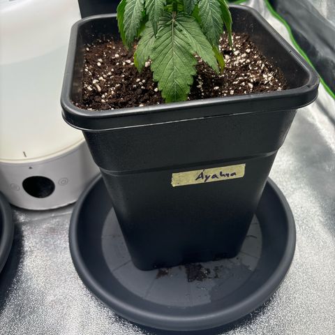 Ayahuasca Purple growlog timeline photo