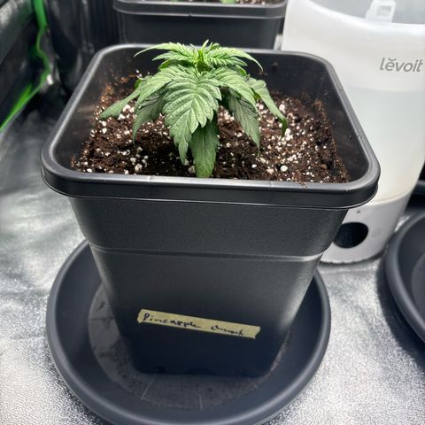 Pineapple Chunk growlog timeline photo