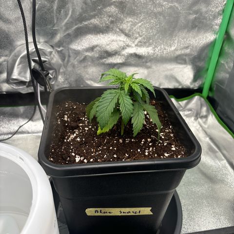 Blue Sunset Sherbert growlog timeline photo