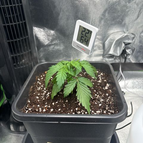 Purple Punch x lemon drizzle  growlog timeline photo