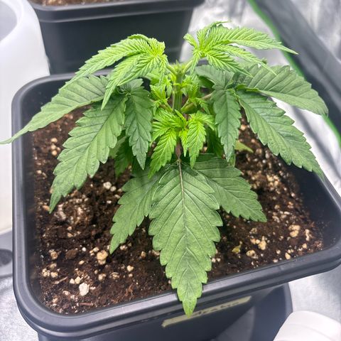 Ayahuasca Purple growlog timeline photo