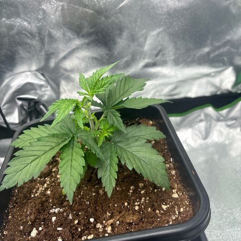 Blue Sunset Sherbert growlog timeline photo