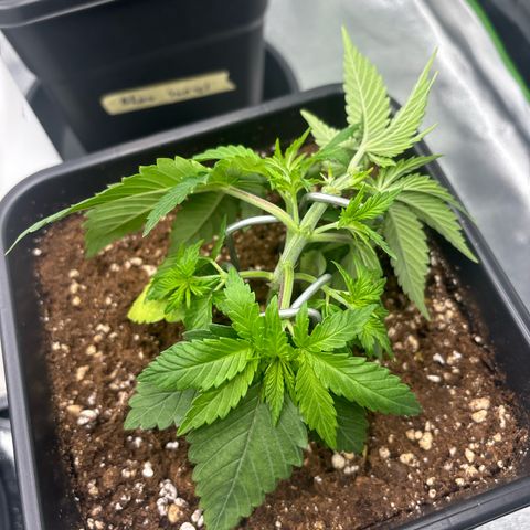 Ayahuasca Purple growlog timeline photo