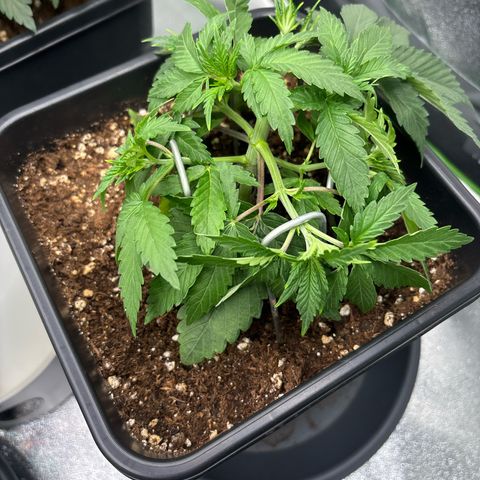 Ayahuasca Purple growlog timeline photo